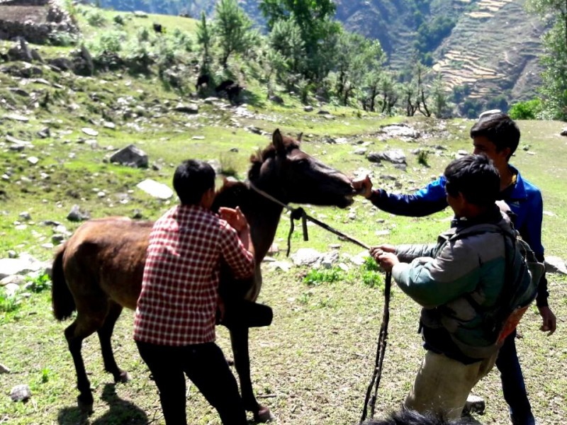 हुम्ला पाटनका पशुवस्तुको उपचार 